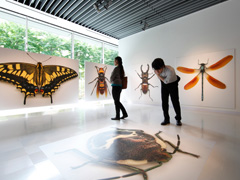 橋本典久の世界「虫めがね∞（と）地球儀」